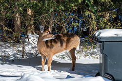 Photo Cerf de Virginie